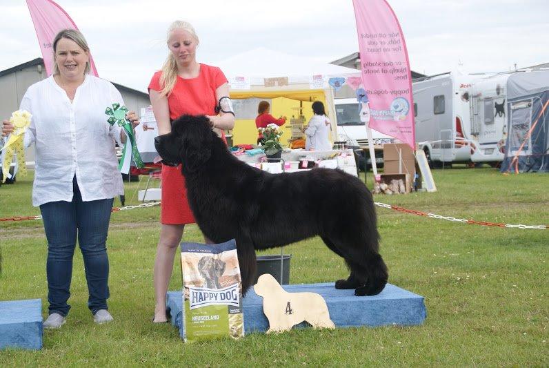 Newfoundlænder StarQuality's AnnaMarie's Karla billede 44