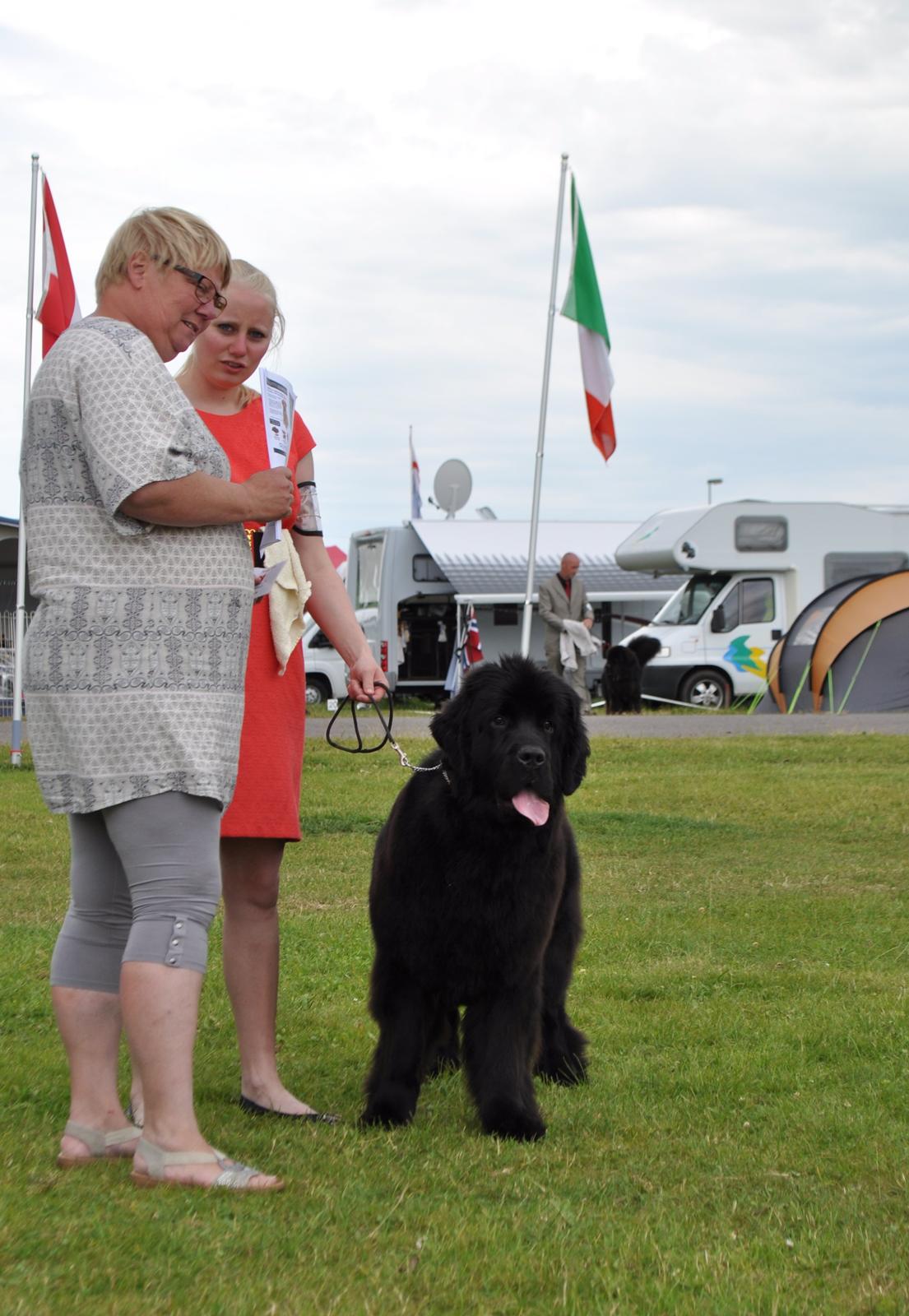 Newfoundlænder StarQuality's AnnaMarie's Karla billede 43