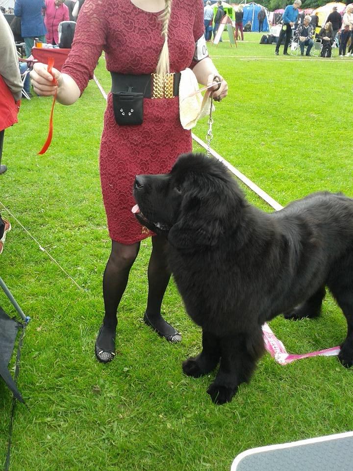 Newfoundlænder StarQuality's AnnaMarie's Karla billede 39