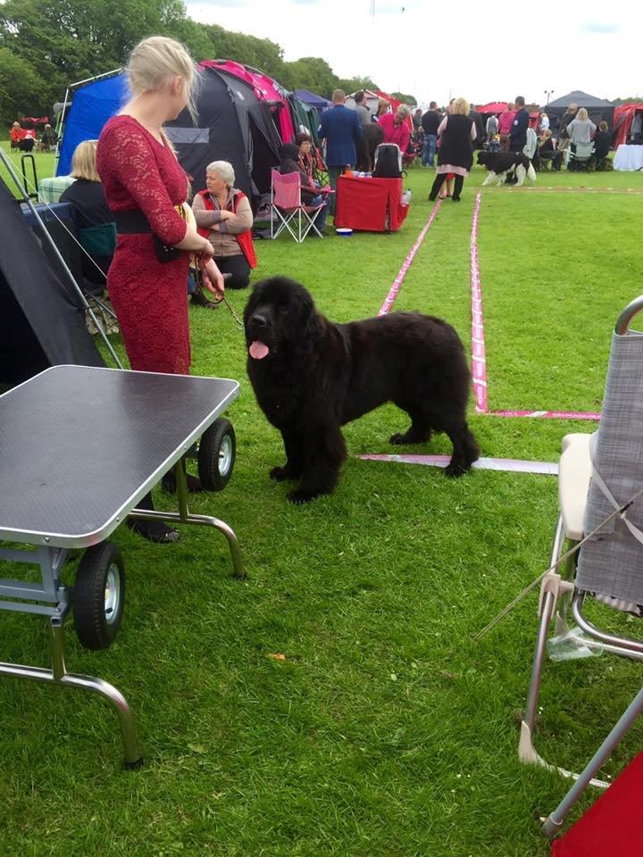 Newfoundlænder StarQuality's AnnaMarie's Karla billede 40