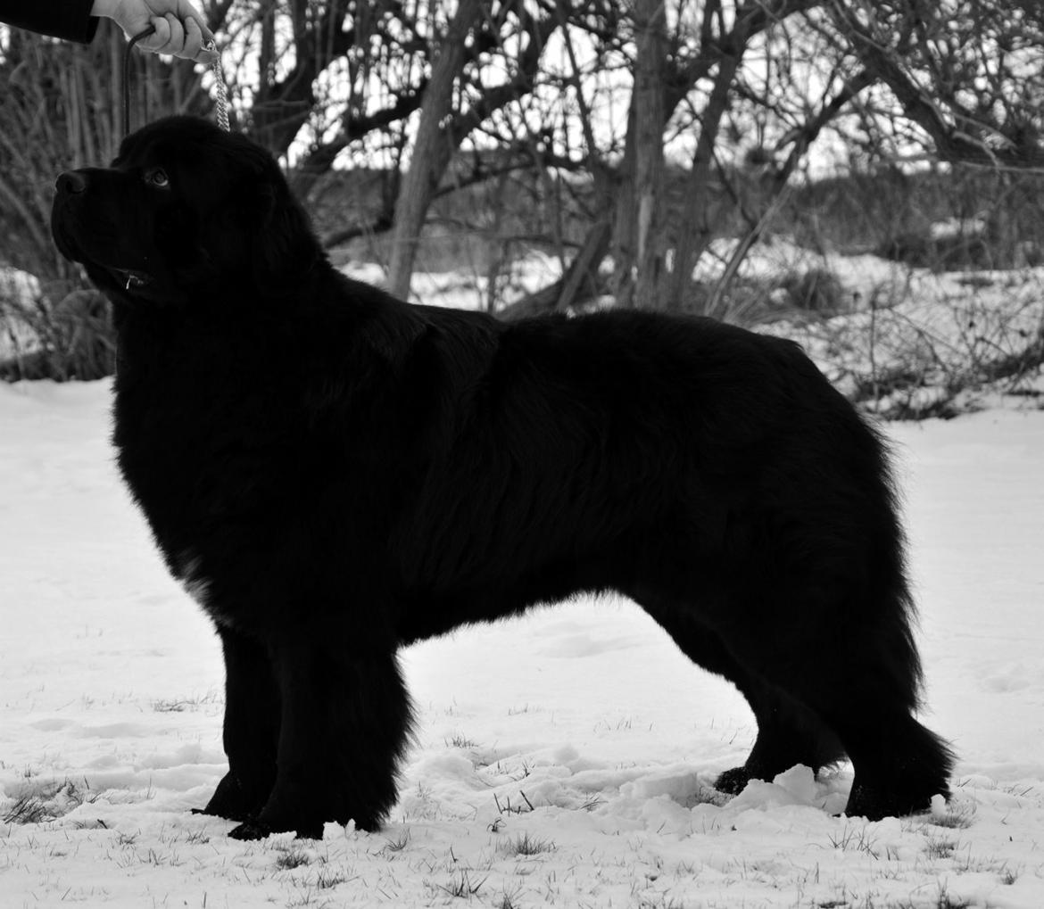 Newfoundlænder Newf-Line's Jackpot Joe billede 7