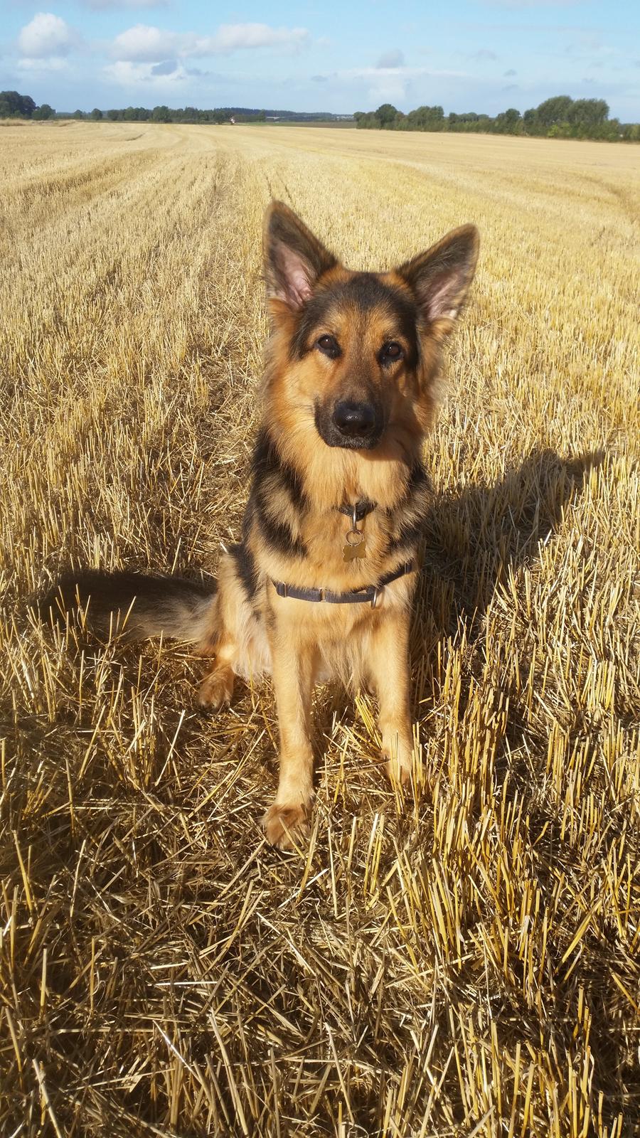 Schæferhund Kenzo billede 40