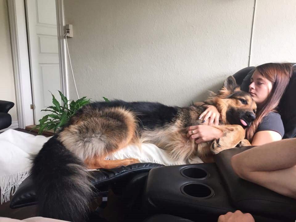 Schæferhund Kenzo billede 41