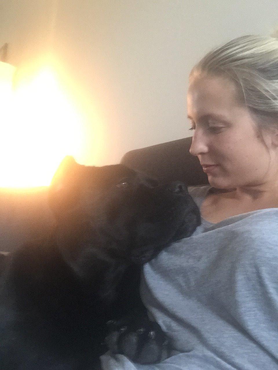 Cane corso Marco billede 27