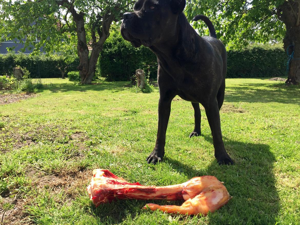 Cane corso Marco billede 26