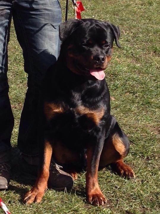 Rottweiler Cor-Canem Boss billede 6