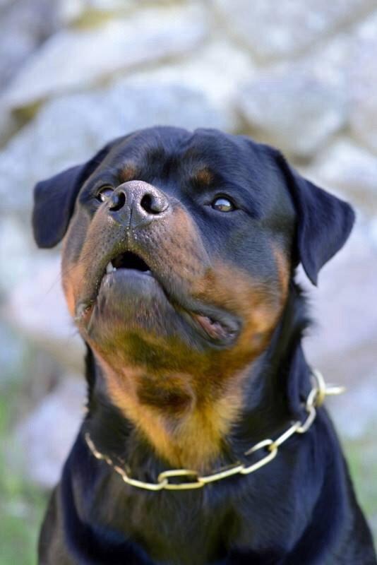 Rottweiler Cor-Canem Boss billede 8