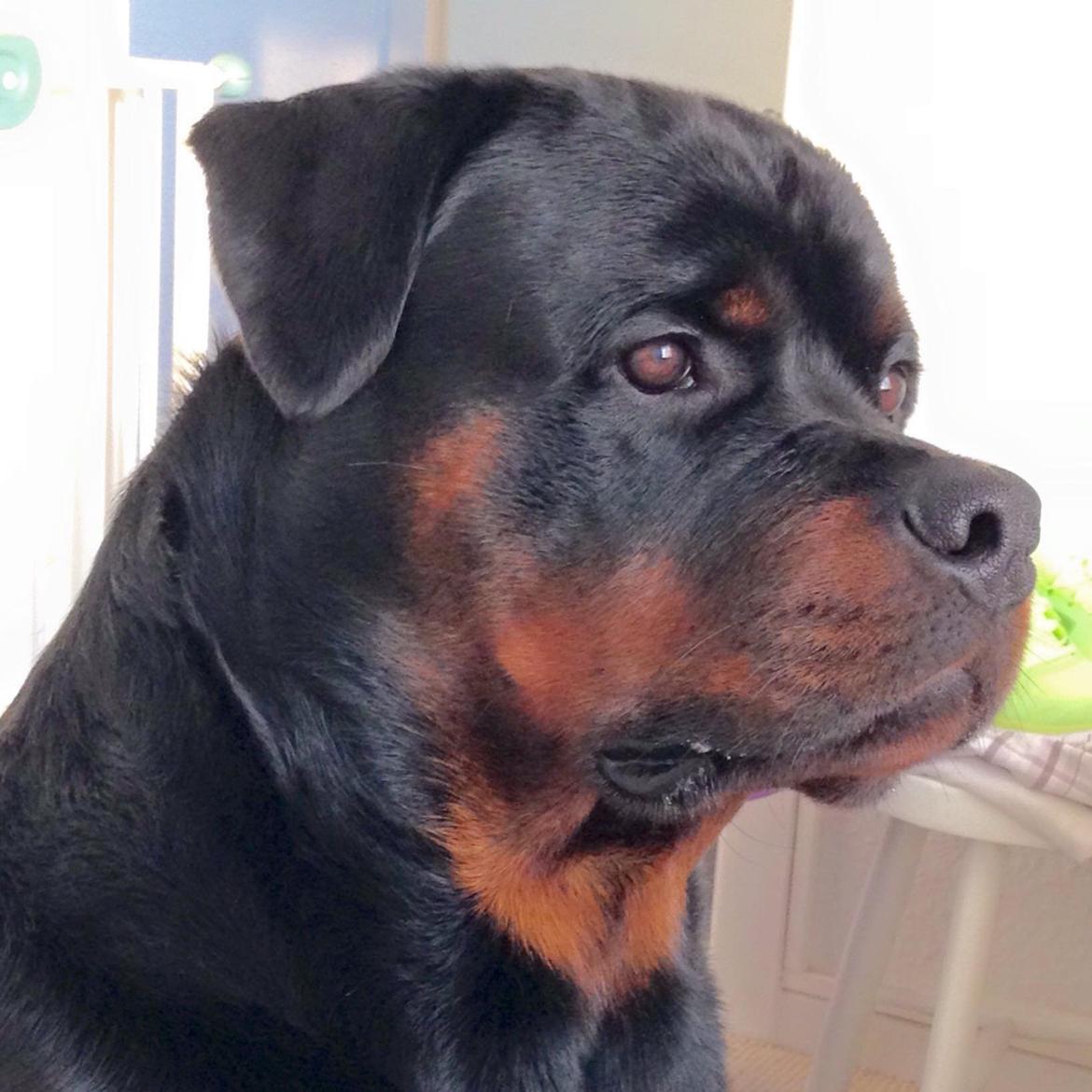 Rottweiler Cor-Canem Boss billede 9