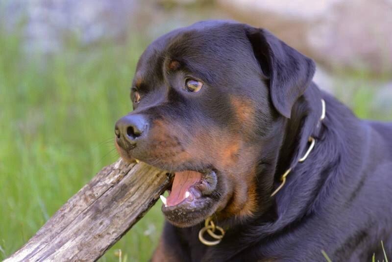 Rottweiler Cor-Canem Boss billede 7