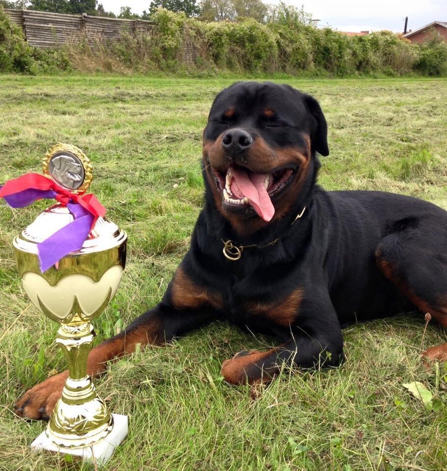 Rottweiler Cor-Canem Boss billede 10