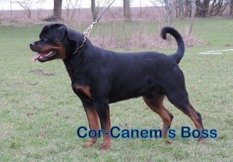 Rottweiler Cor-Canem Boss billede 11
