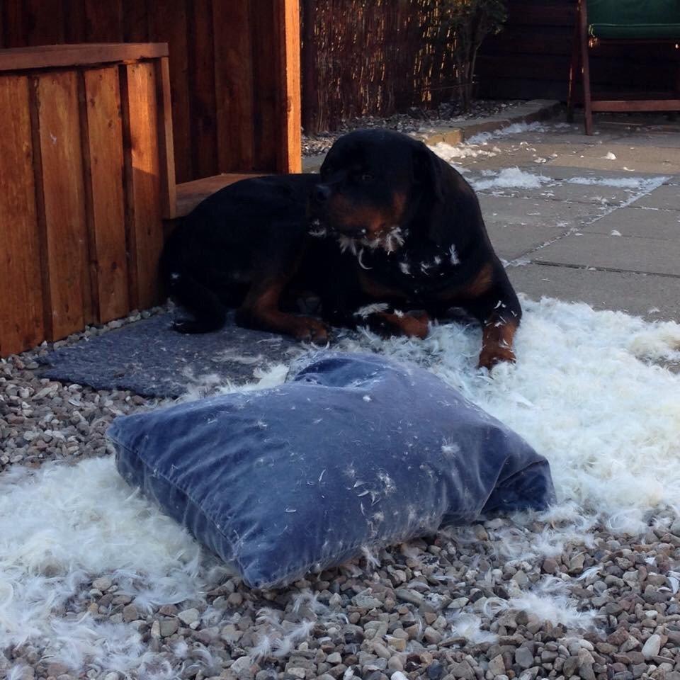 Rottweiler Cor-Canem Boss billede 13