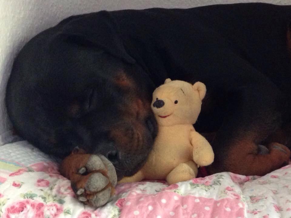 Rottweiler Cor-Canem Boss billede 14