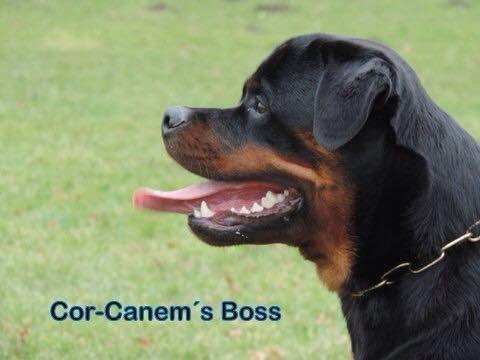 Rottweiler Cor-Canem Boss billede 12