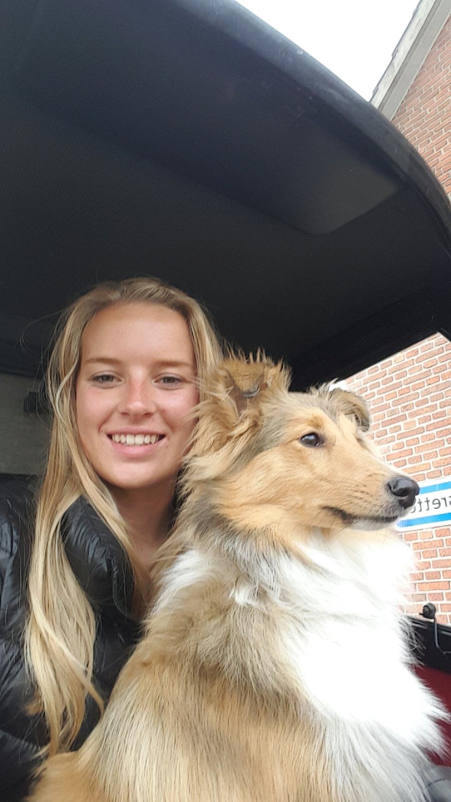 Shetland sheepdog Molly billede 13