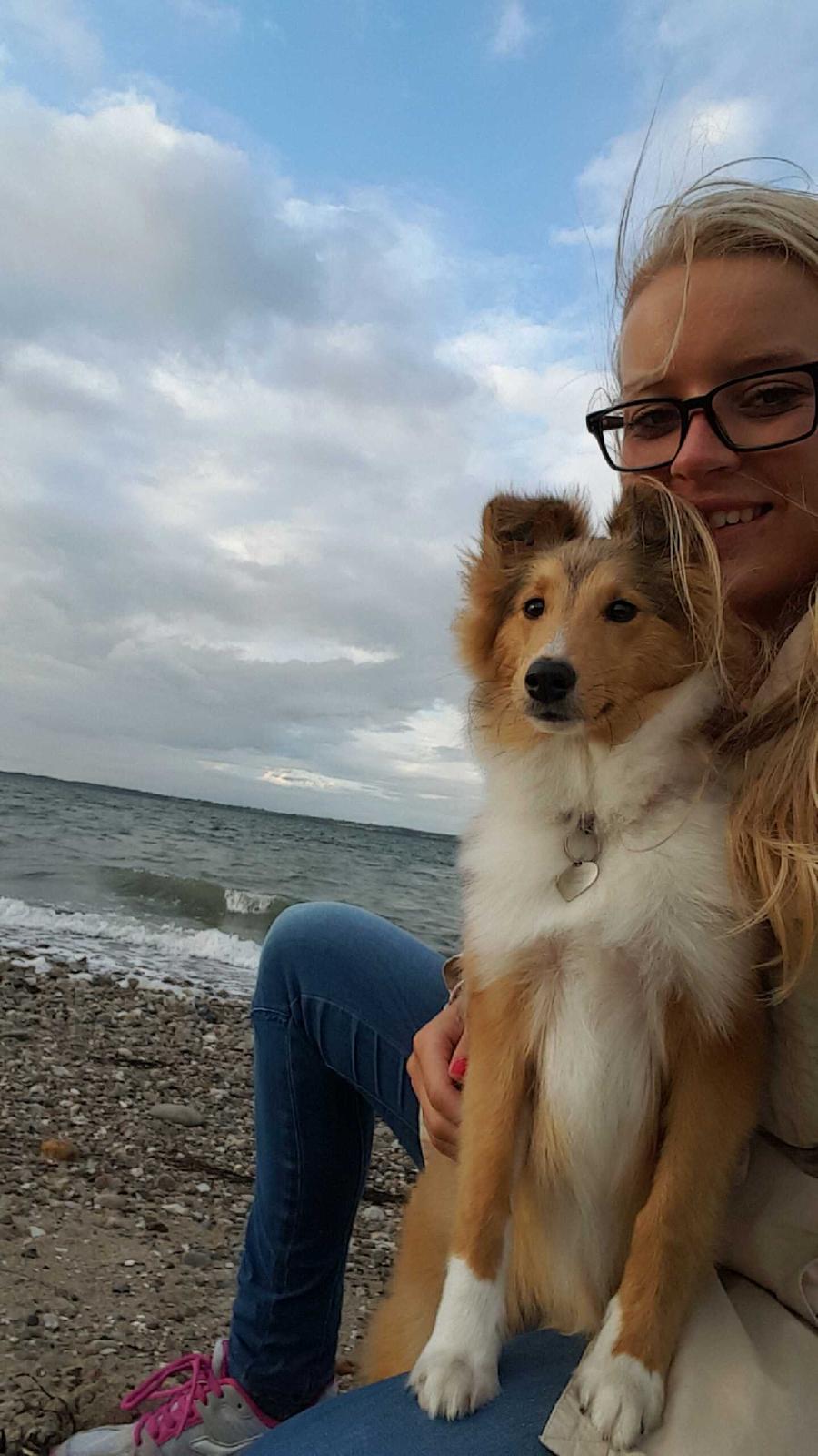 Shetland sheepdog Molly billede 15