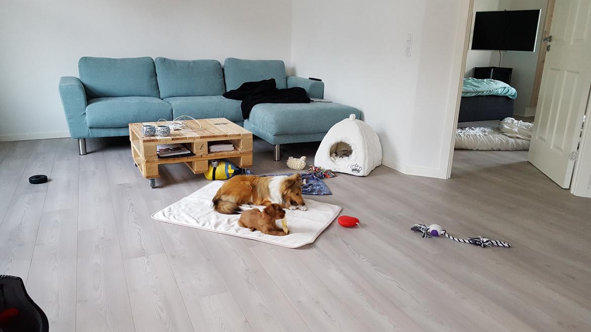 Shetland sheepdog Molly billede 12