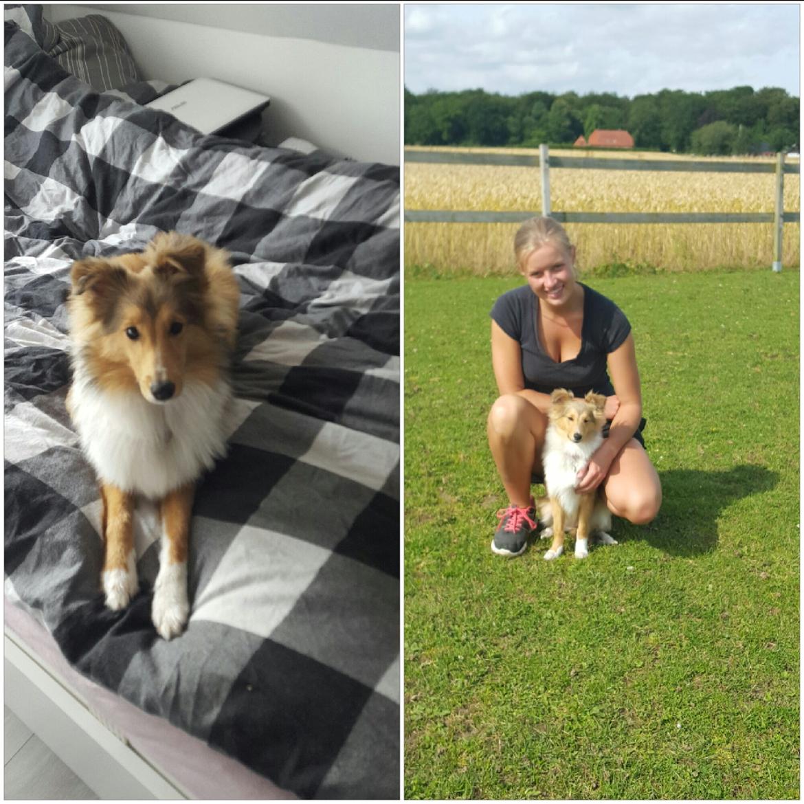 Shetland sheepdog Molly billede 14