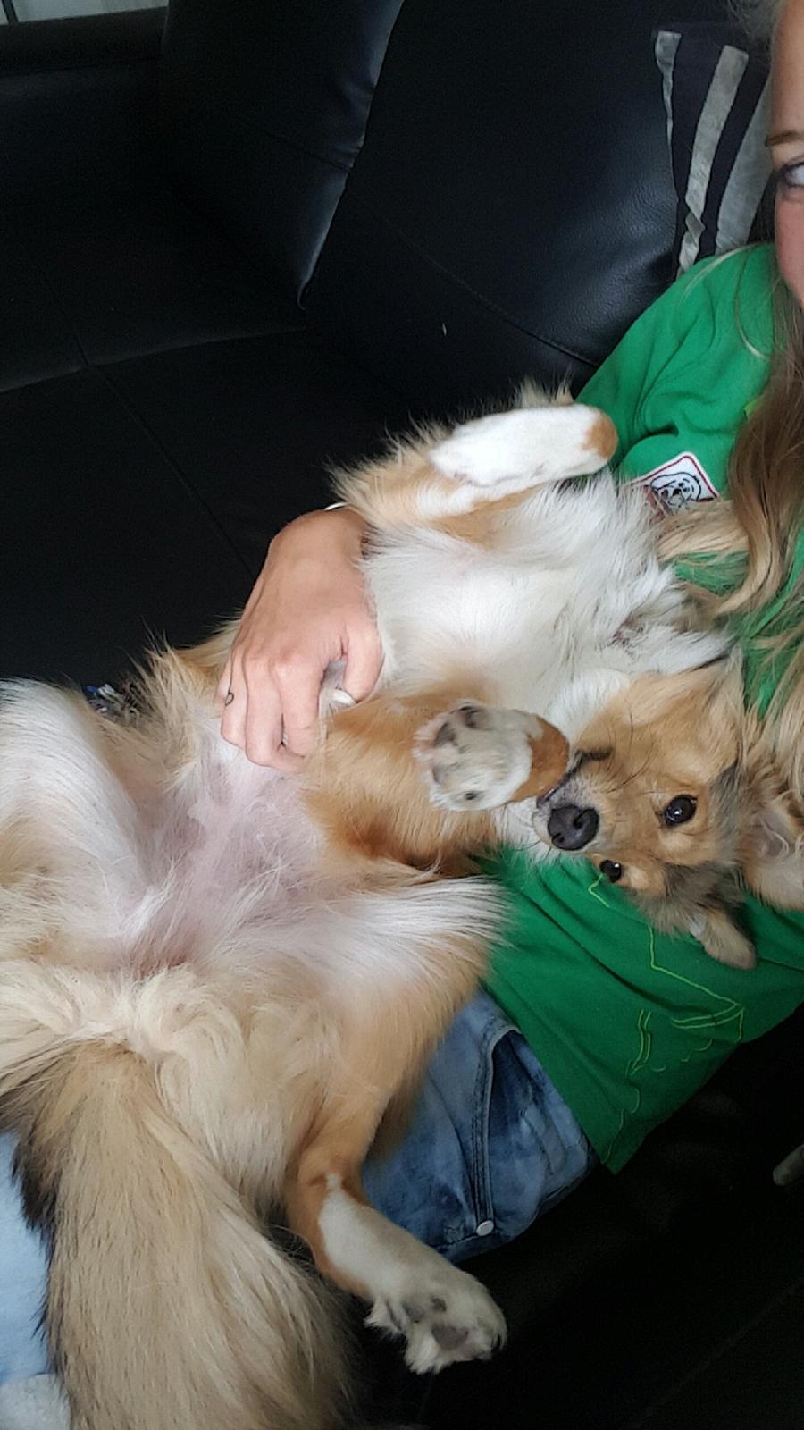 Shetland sheepdog Molly billede 17