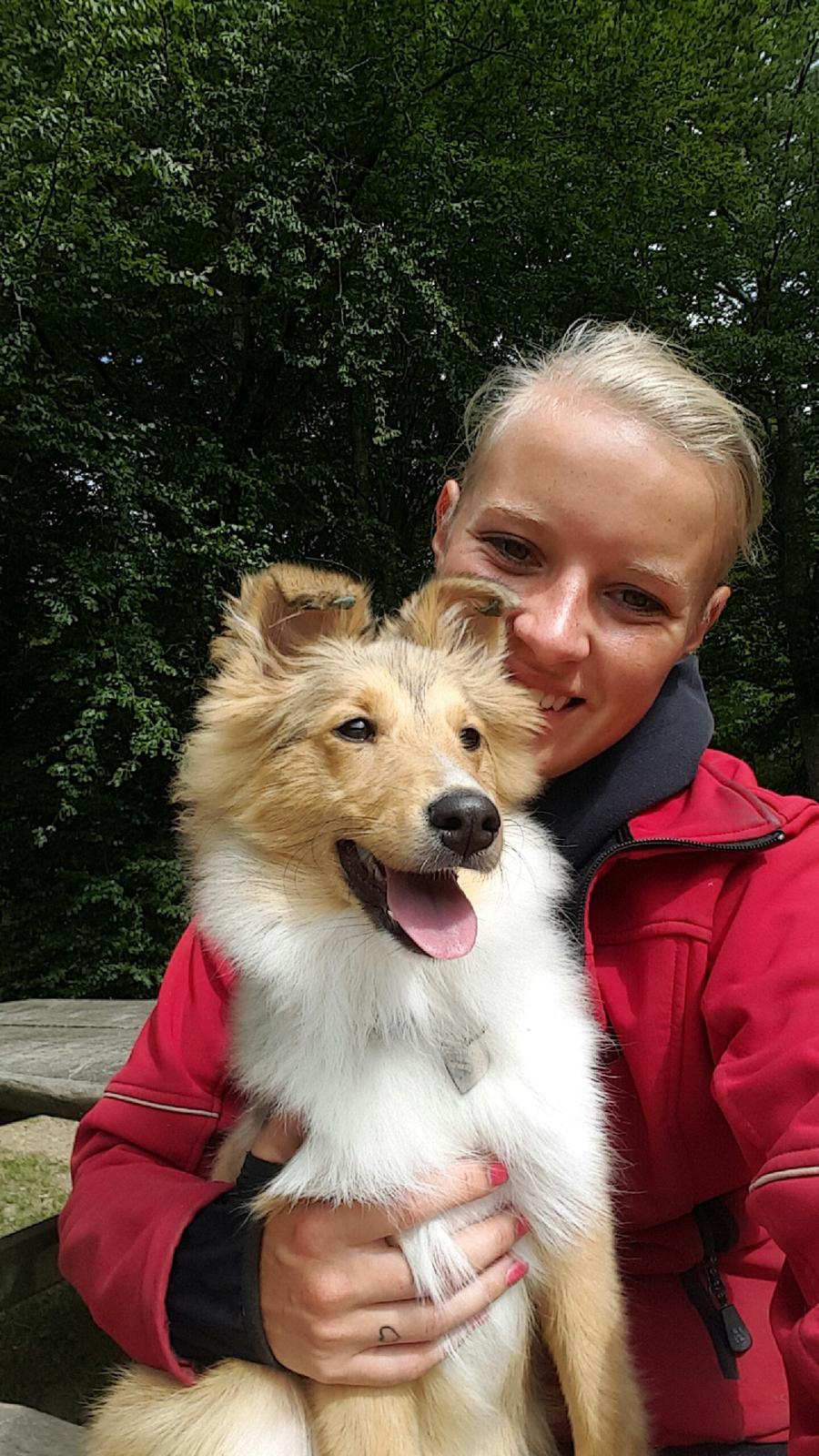 Shetland sheepdog Molly billede 18