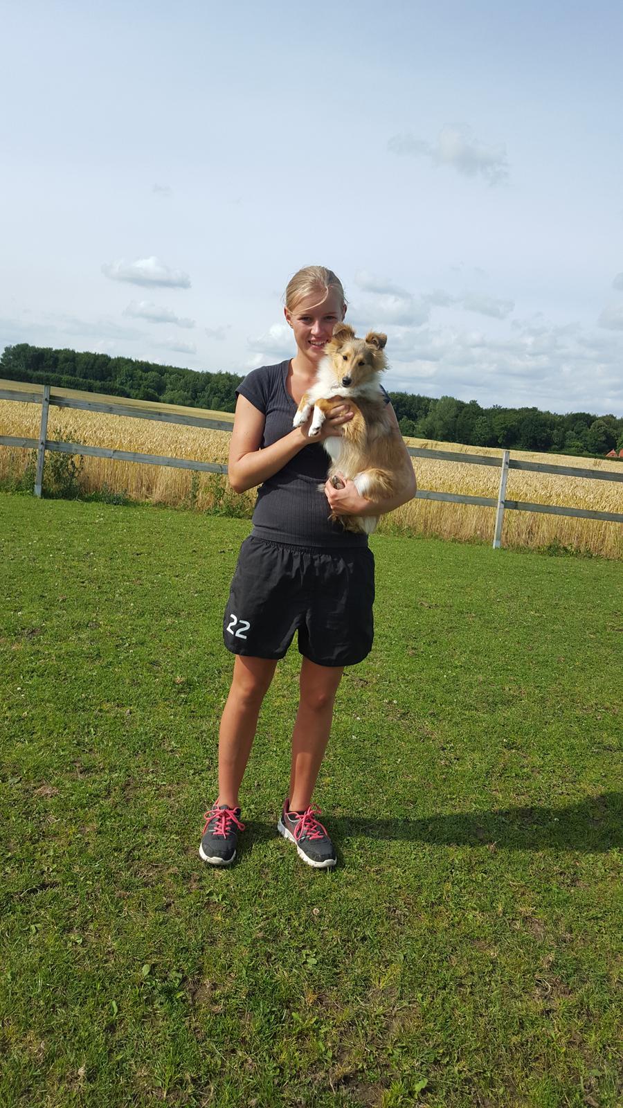 Shetland sheepdog Molly billede 16