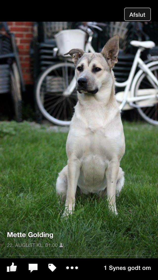 Blanding af racer Luna billede 44