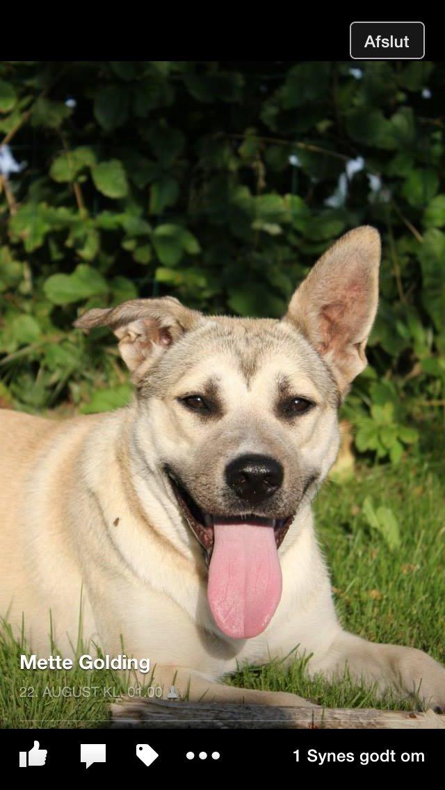 Blanding af racer Luna billede 46