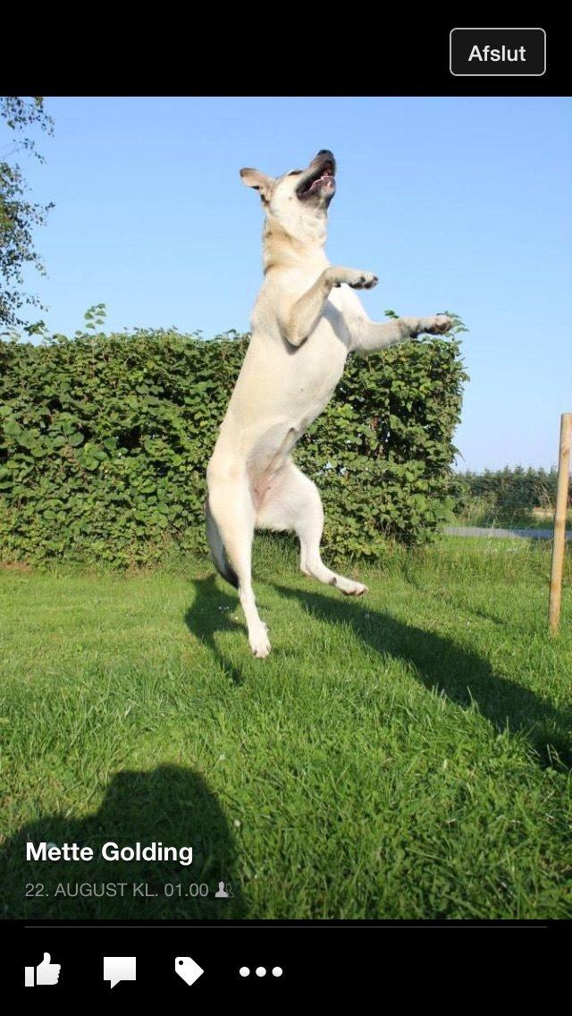 Blanding af racer Luna billede 47