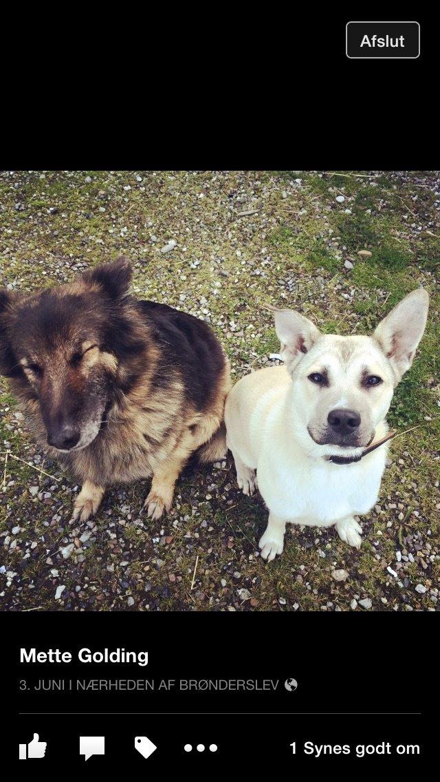 Blanding af racer Luna billede 48