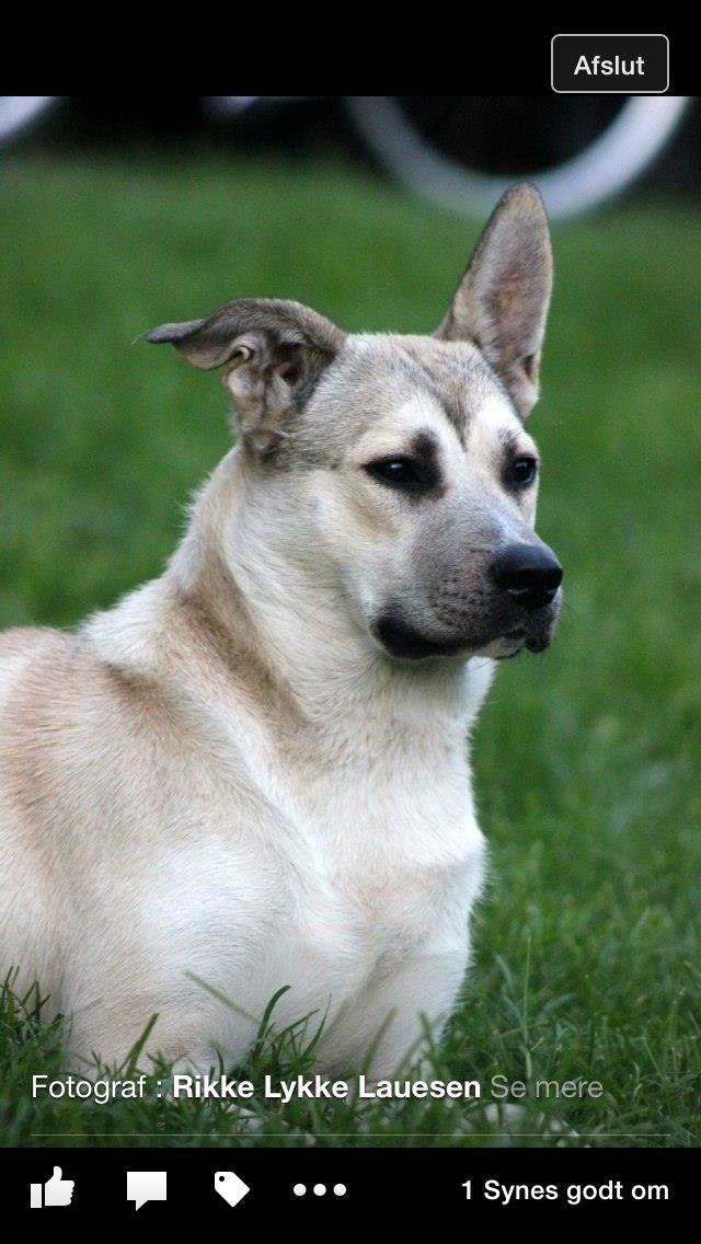 Blanding af racer Luna billede 45