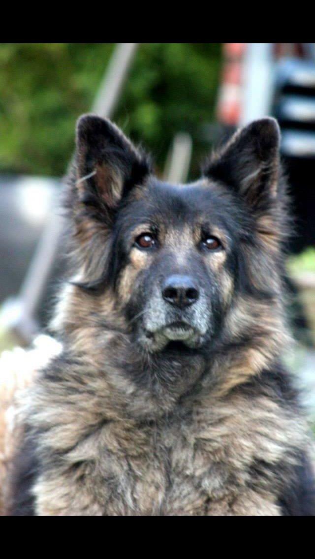 Schæferhund Zacki billede 14