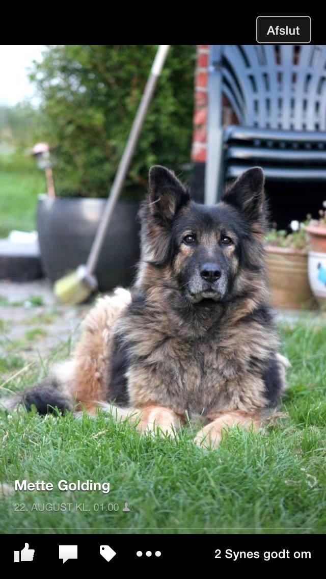 Schæferhund Zacki billede 15