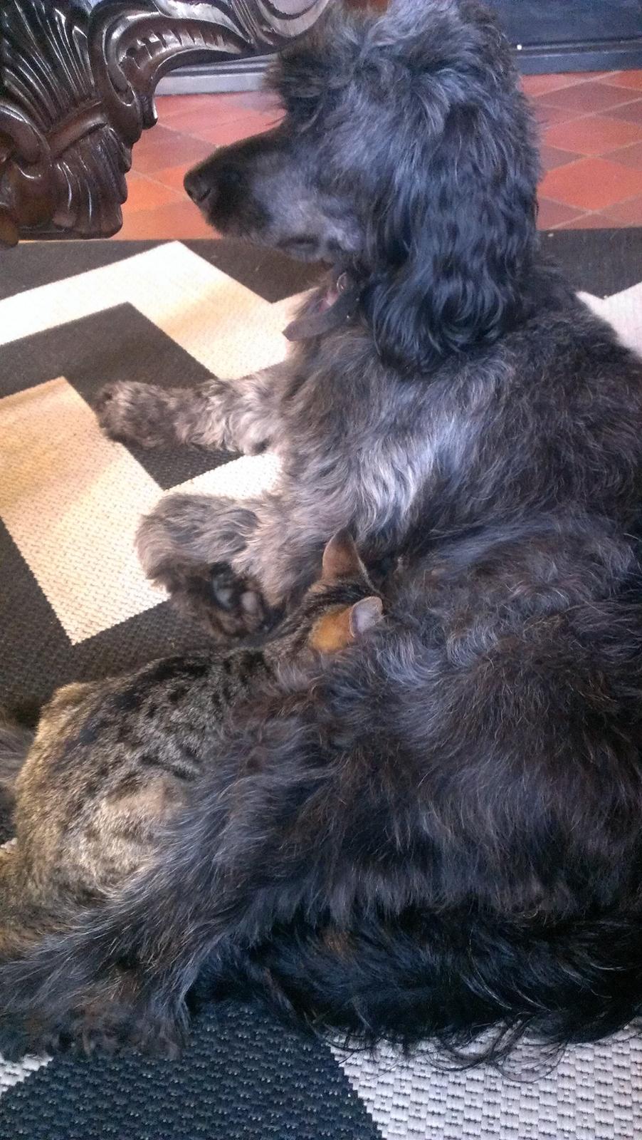 Blanding af racer Sandy Hawaii (F1 Sproodle) billede 11