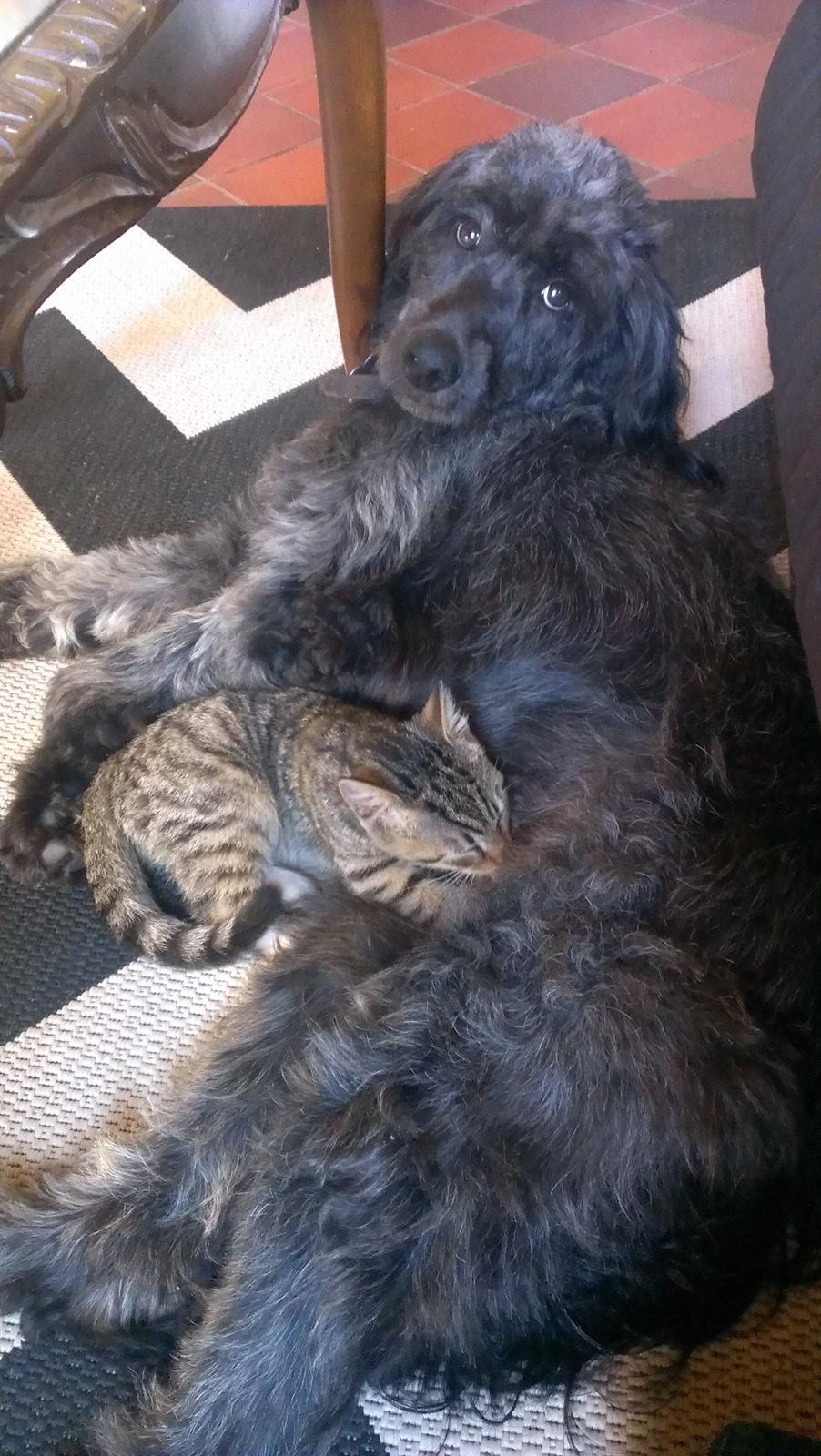 Blanding af racer Sandy Hawaii (F1 Sproodle) billede 10