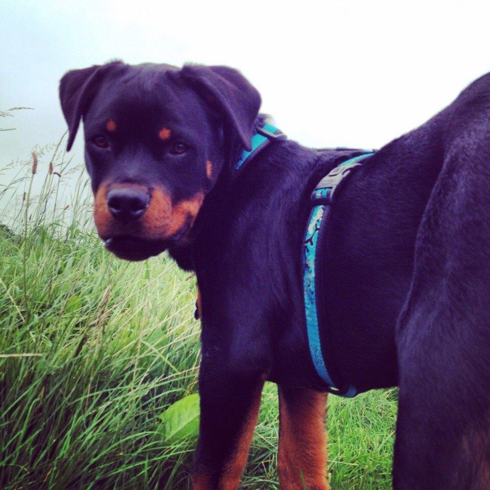 Rottweiler Djengis billede 1