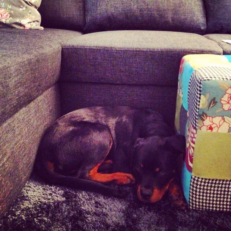 Rottweiler Djengis billede 2