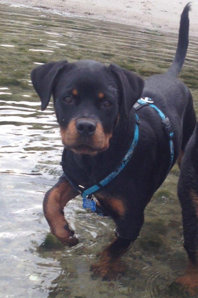 Rottweiler Djengis billede 4