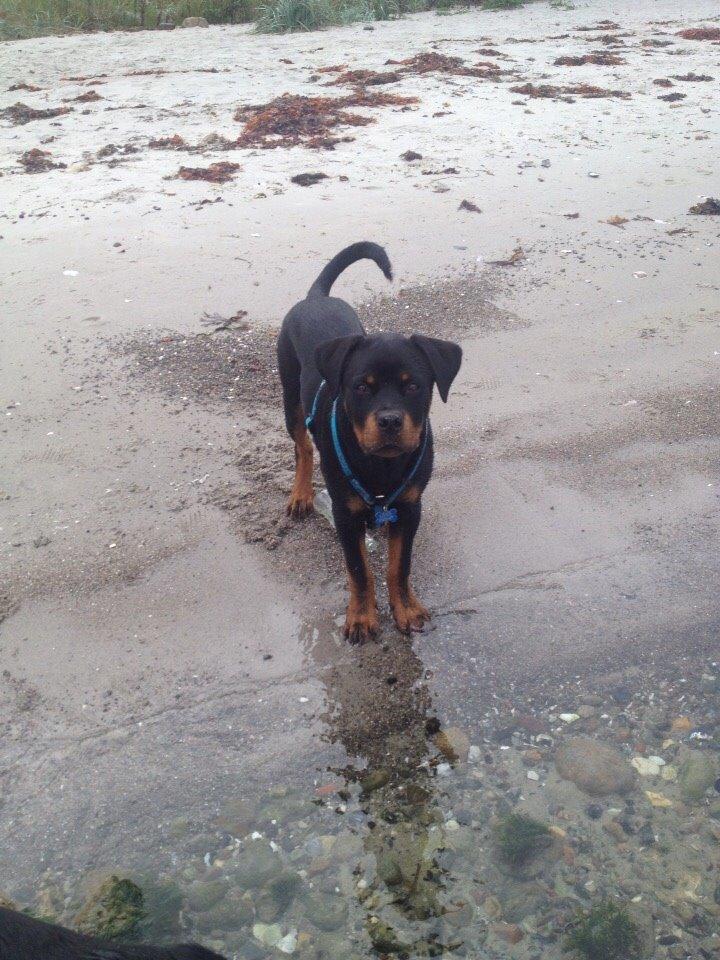 Rottweiler Djengis billede 5