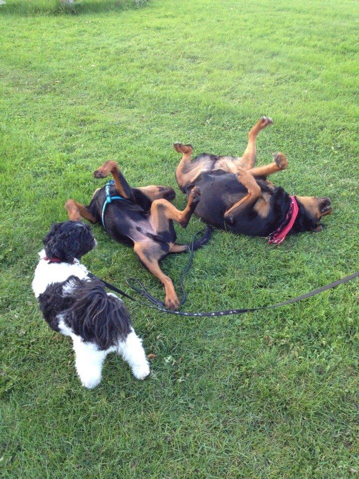 Rottweiler Djengis billede 6