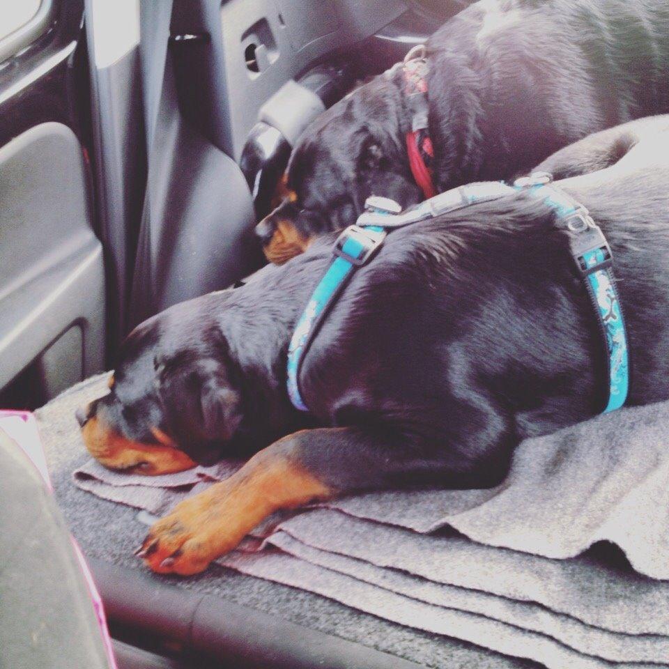 Rottweiler Djengis billede 7