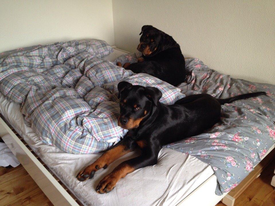 Rottweiler Djengis billede 8