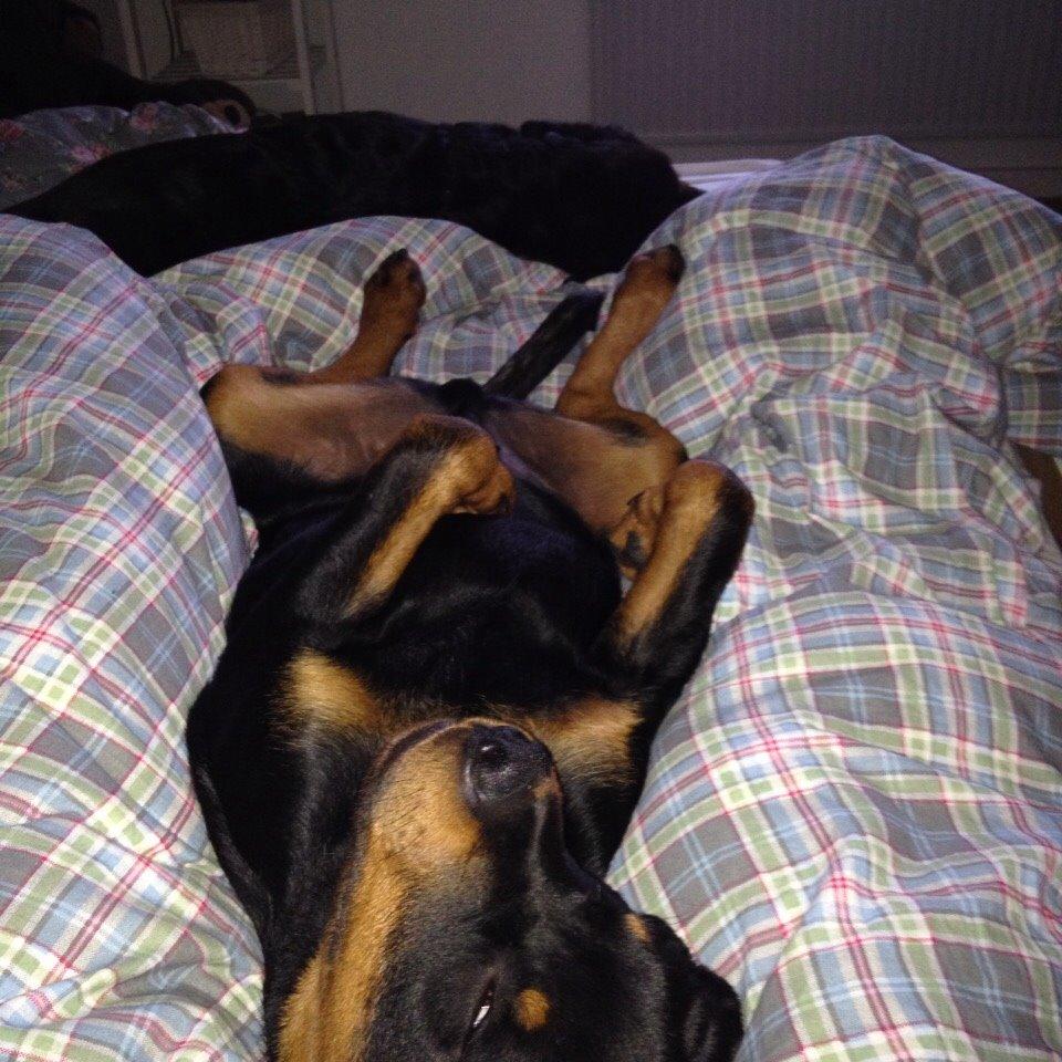Rottweiler Djengis billede 9