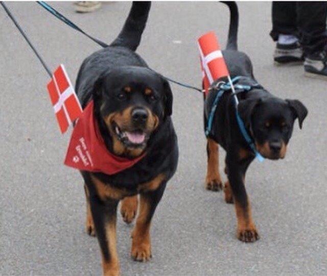 Rottweiler Djengis billede 11