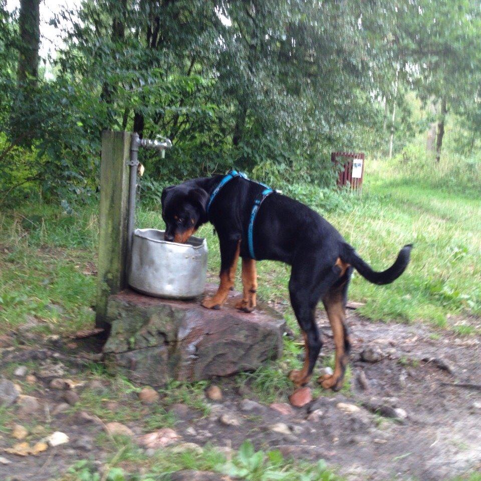 Rottweiler Djengis billede 10