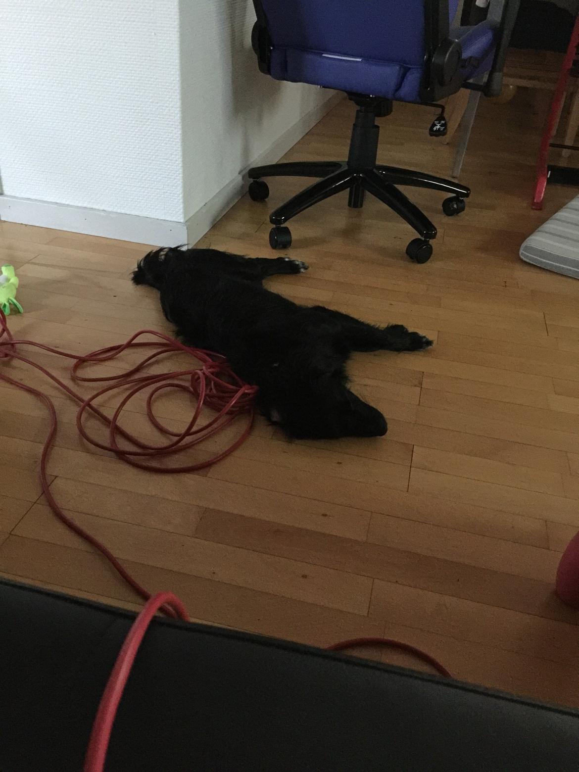 Markiesje Kato billede 4