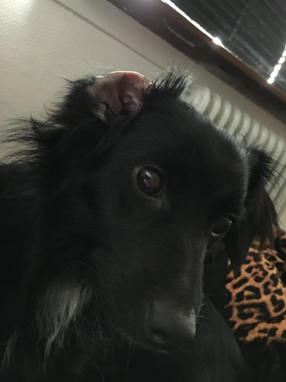 Markiesje Kato billede 6