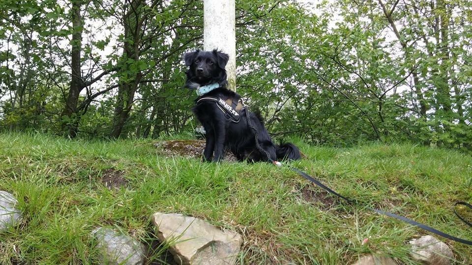 Markiesje Kato billede 7