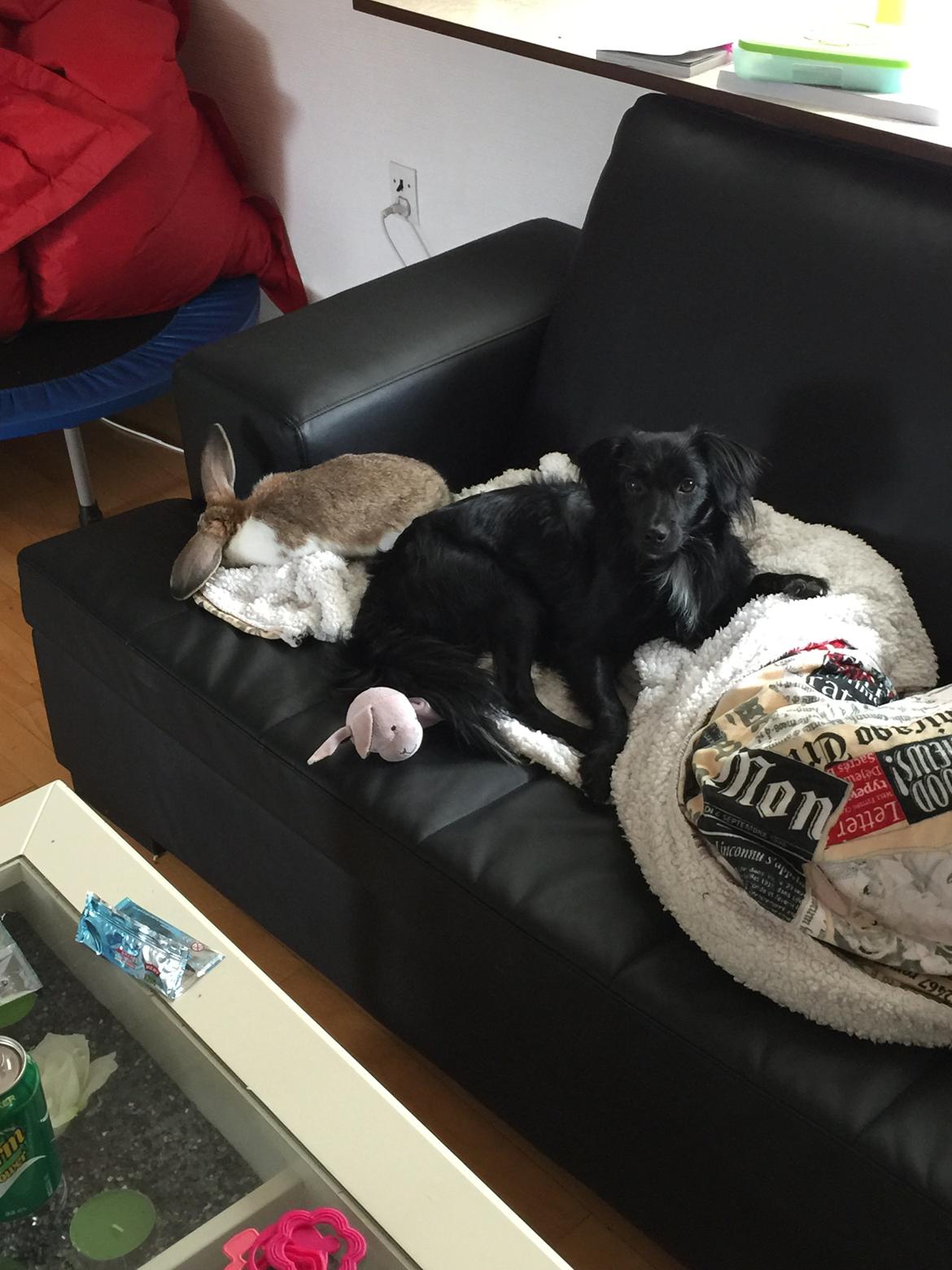 Markiesje Kato billede 8