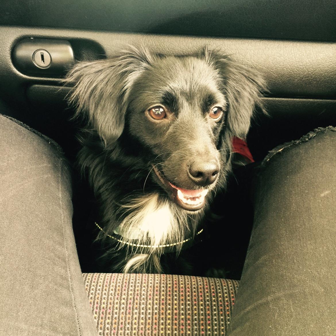 Markiesje Kato billede 9