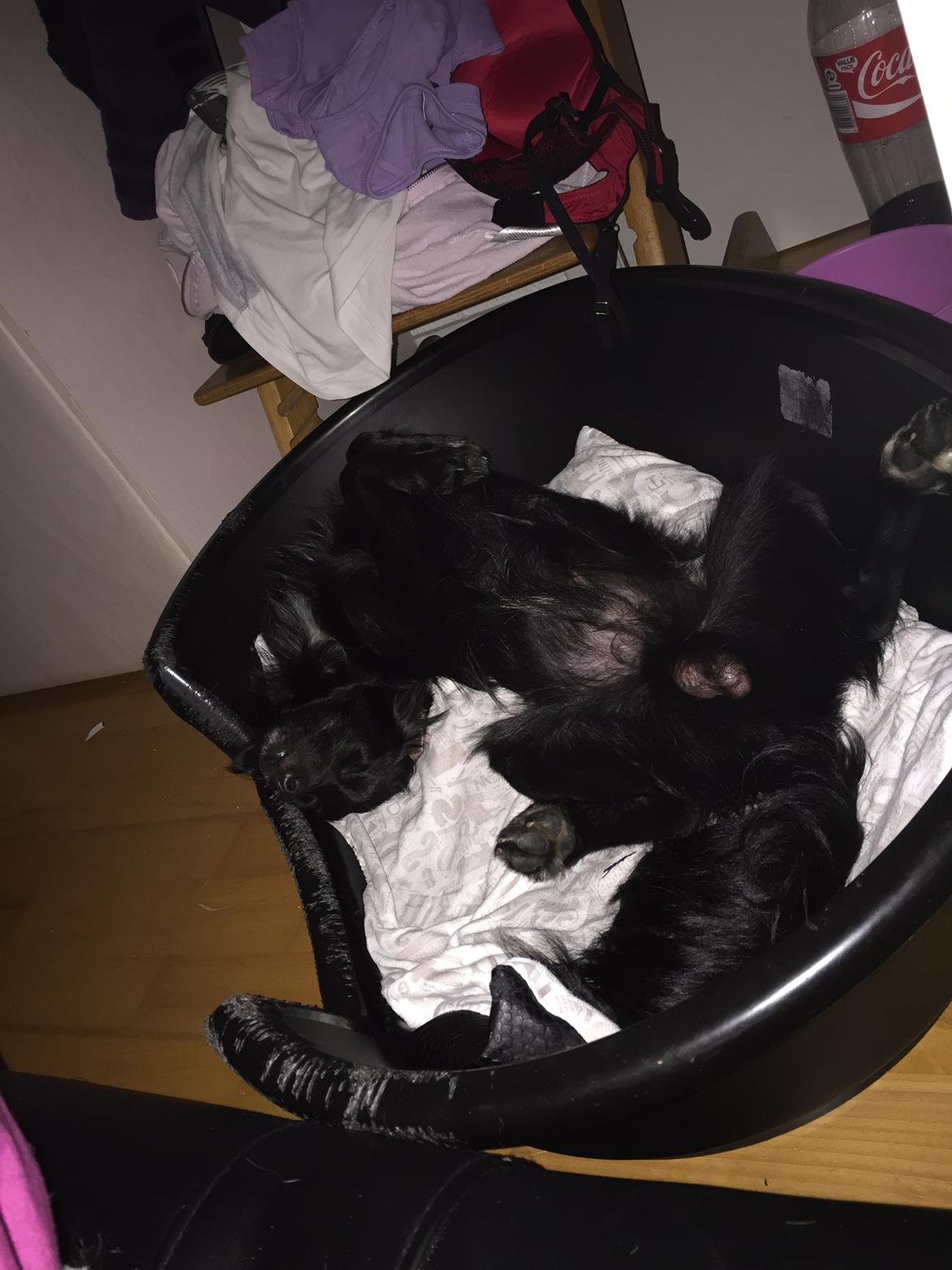 Markiesje Kato billede 11